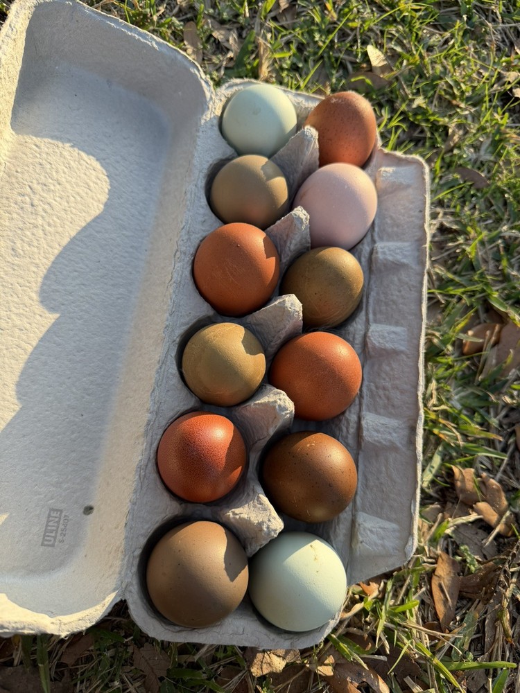 Olive Egger Hatching Eggs NPIP Certified, AI - 12 Hatching Eggs