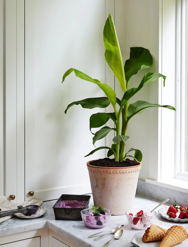 Banana Blue Java Tree - 1 Gallon