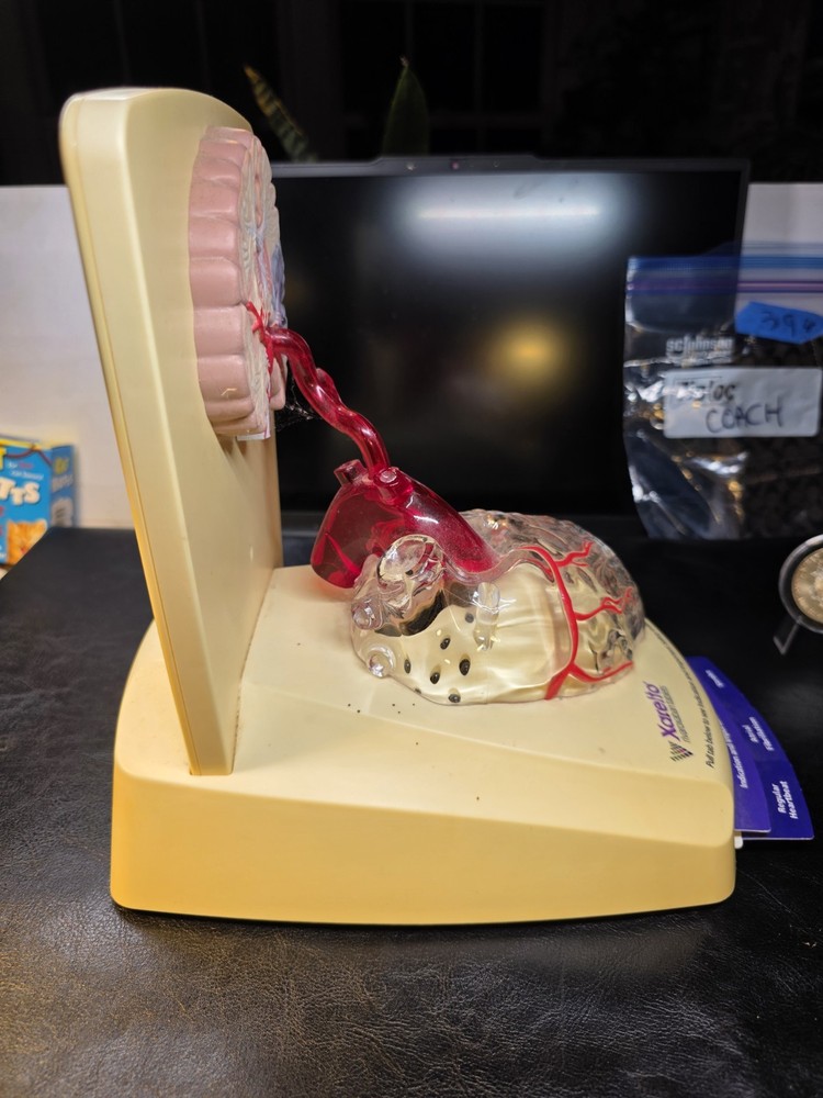 FREAKY 3D Human Functioning Heart and Brain Lighted Display Model