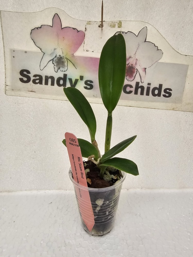 Cattleya Rlc Siam Red 2B40