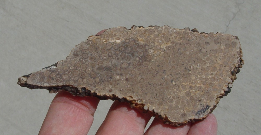 Oolite Lapidary Slab T1210