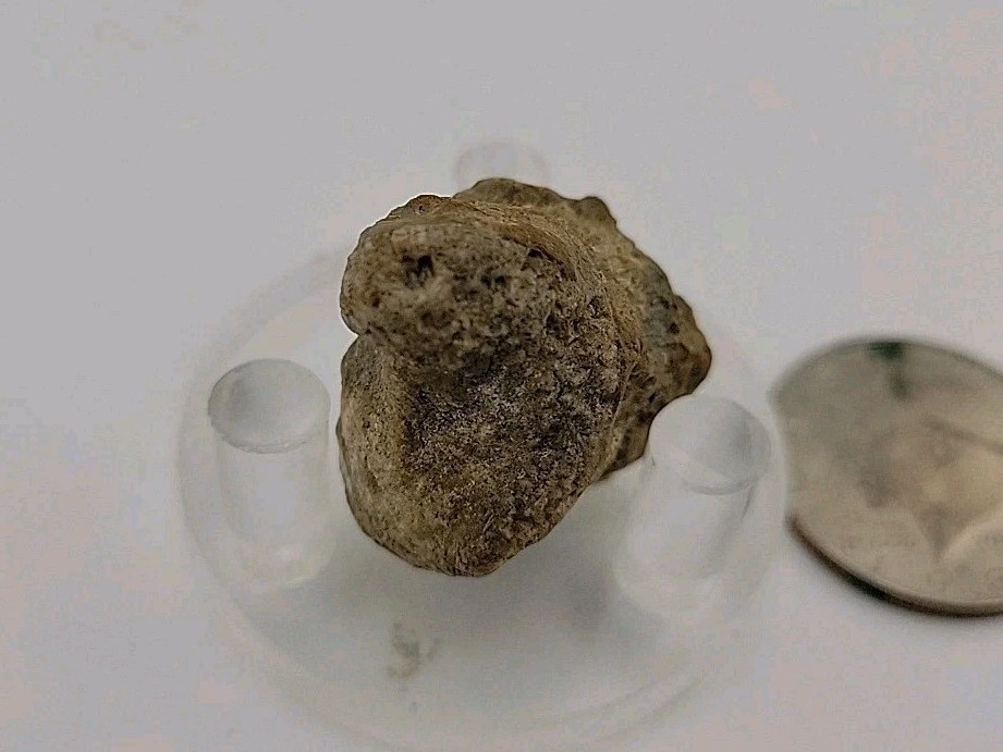 Real Permineralized Lizard 🦎 Egg Fossil