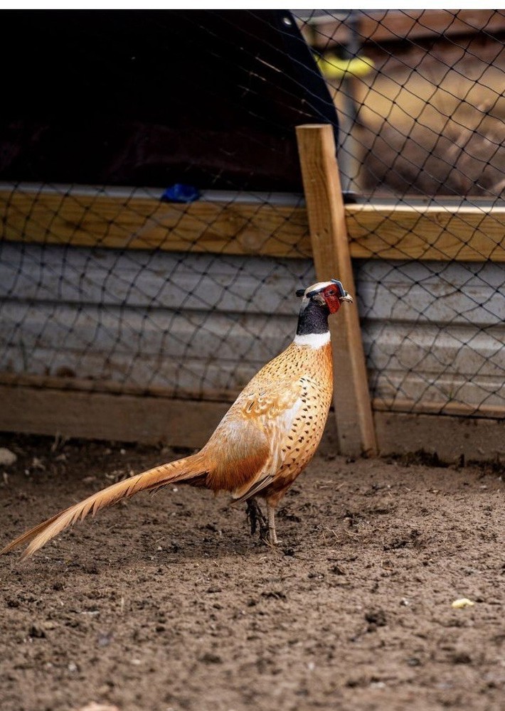 6+ Buff Ringneck Pheasant Hatching Eggs