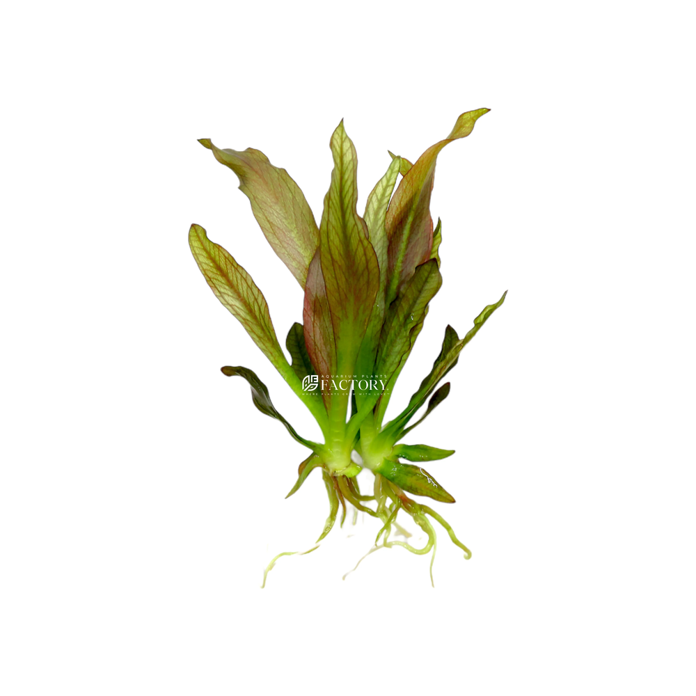 Pink Amazon Sword | Aquarium Plants Factory®