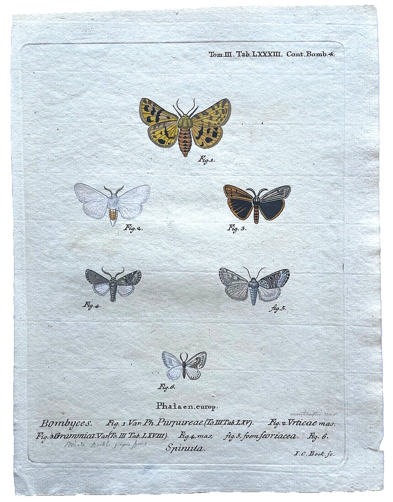 1777 ESPER Hand-Colored Engraved BUTTERFLY/MOTH PRINTS (Set #1) - YOU SELECT