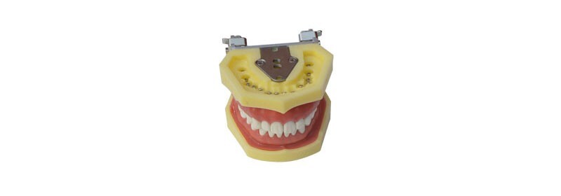 Teeth Model,Demonstration Teeth Model,Standard Study Teaching Mode