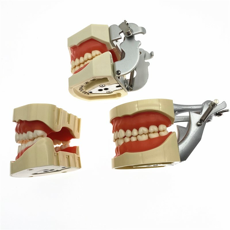 Dental teeth Model for Dental phantom head teeth model for Teaching tooth model