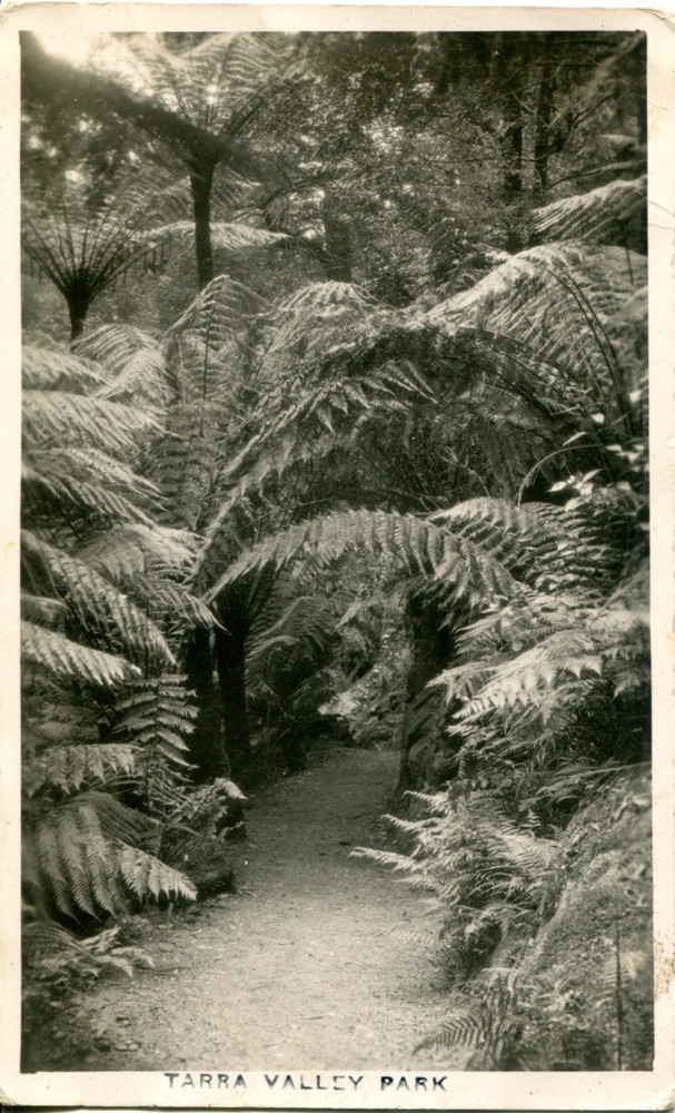 Tarra Valley Park - Postcard