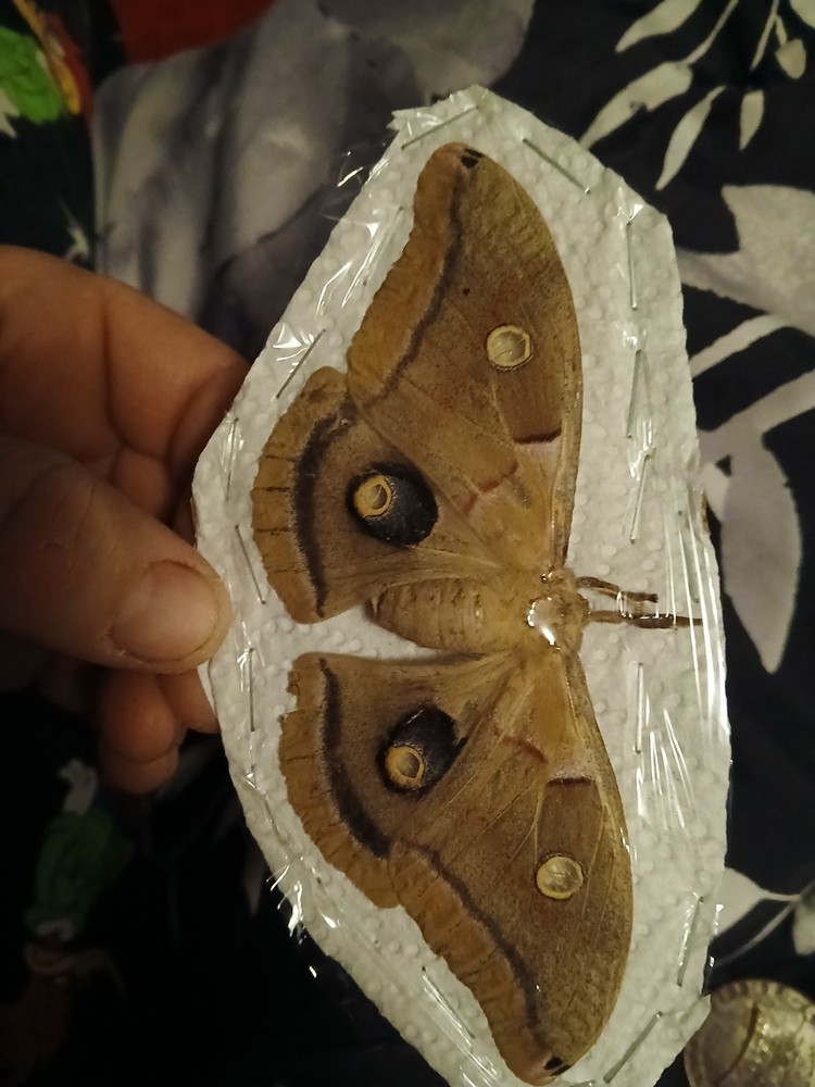 Spread Female Polyphemus Moth Female