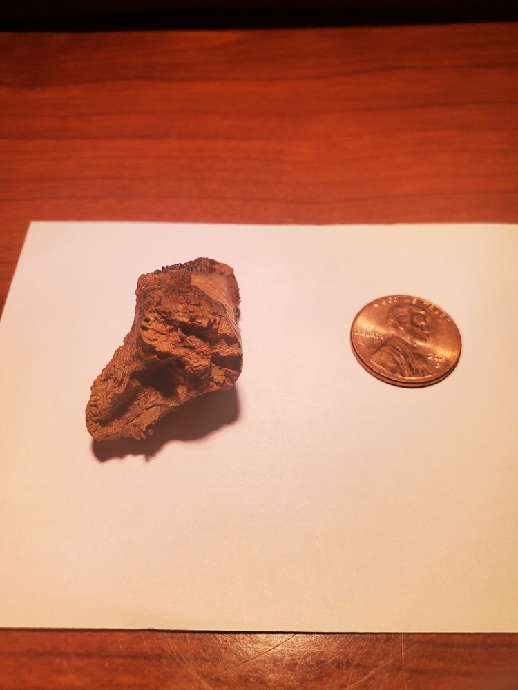 Triceratops Tooth (Unworn!)