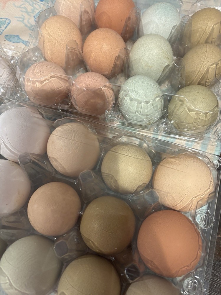Easter Egger 12+ hatching eggs