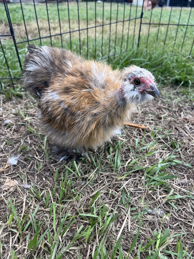 6+ Millie Fleur Silkie Hatching Eggs NPIP