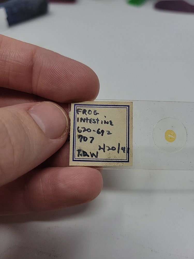 Vintage Microscope Slide 1941