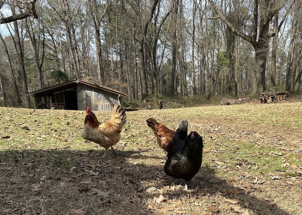 BYM Large Fowl Dozen Hatching Eggs