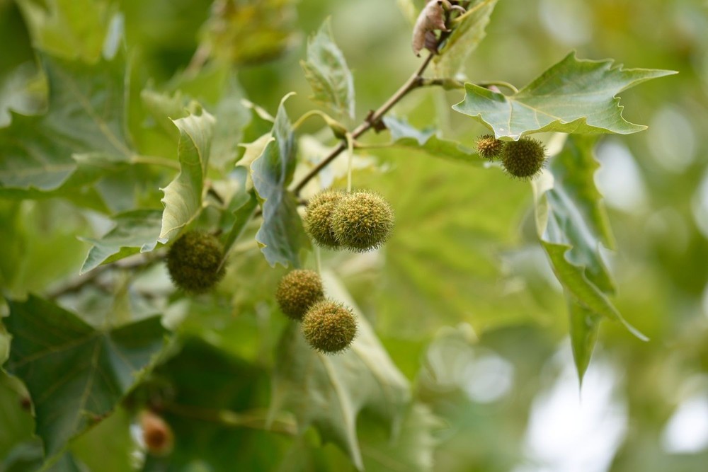 3 American Sycamore Tree /(Platanus occidentalis) | Bare-roots
