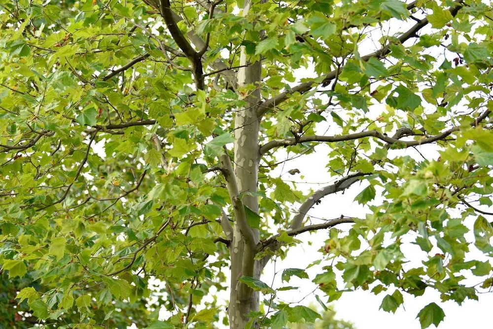 3 American Sycamore Tree /(Platanus occidentalis) | Bare-roots