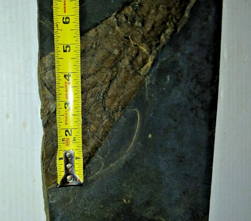 Dinosaur? Fish? Ray? Fossil