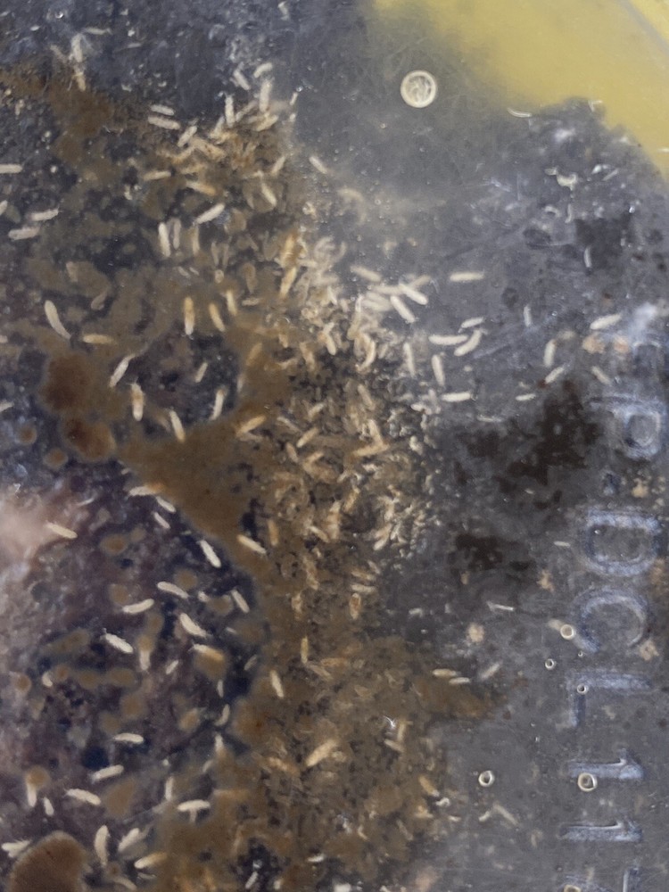 1000+ Tropical Springtails