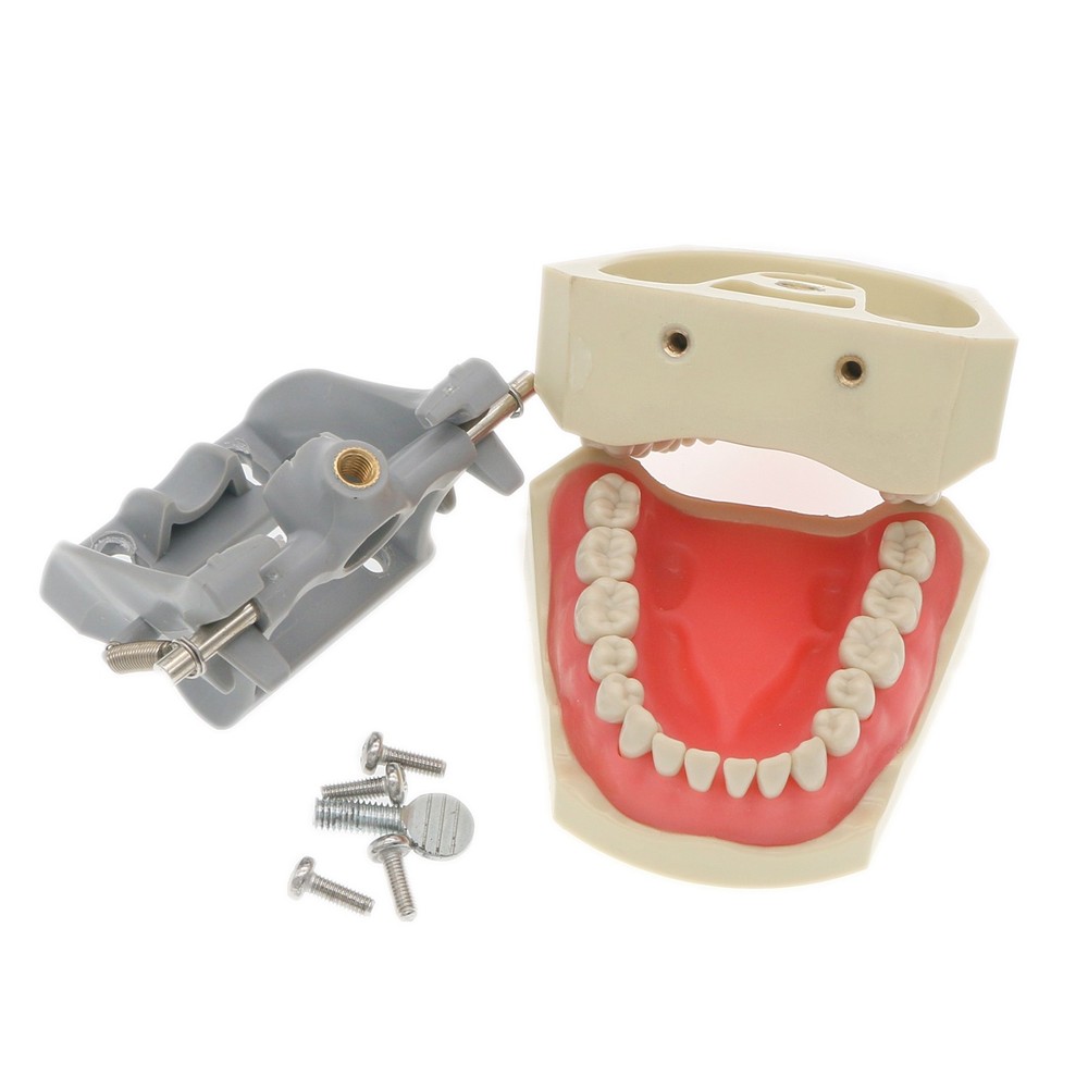 US Columbia Dentoform 860 Type Dental Typodont Model with 32Pcs Removable Teeth