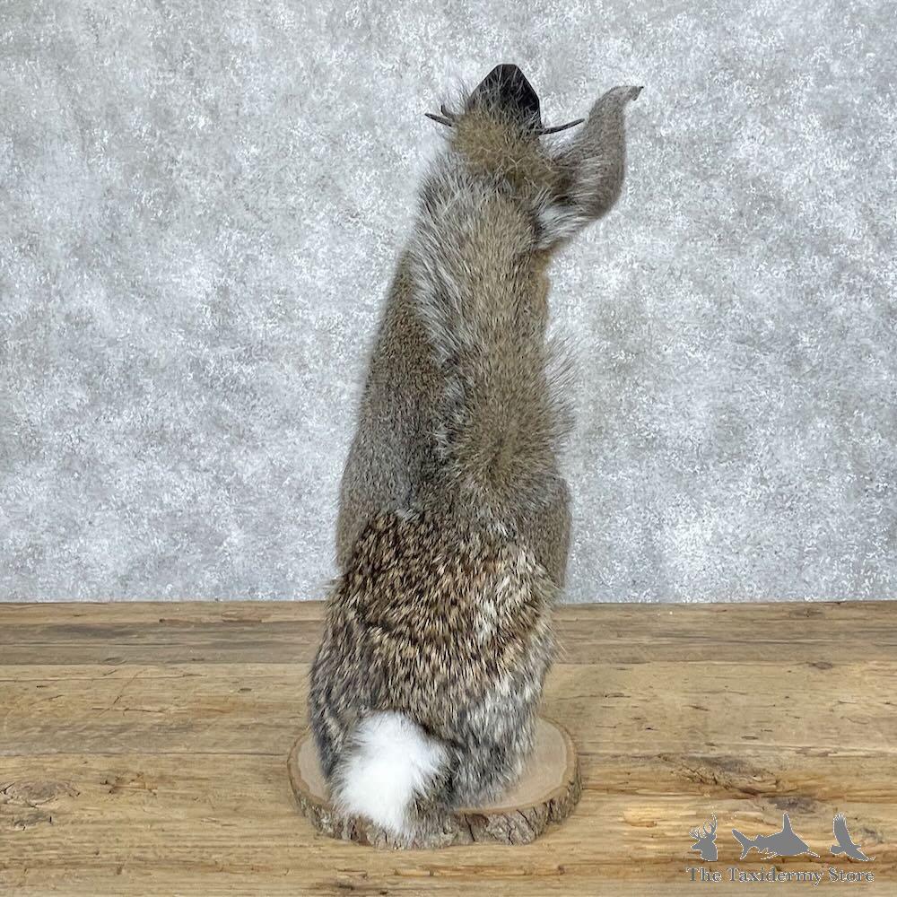 #28653 P | Novelty Grey Squirrel & Rabbit Mount For Sale