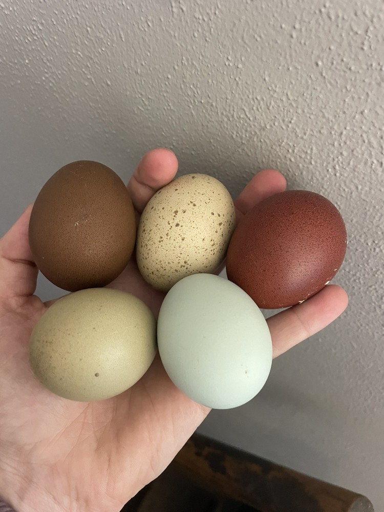12 Rainbow Chicken Hatching EGGS. Olive EGGER. Multi GEN. BACKCROSS. SPECKLED