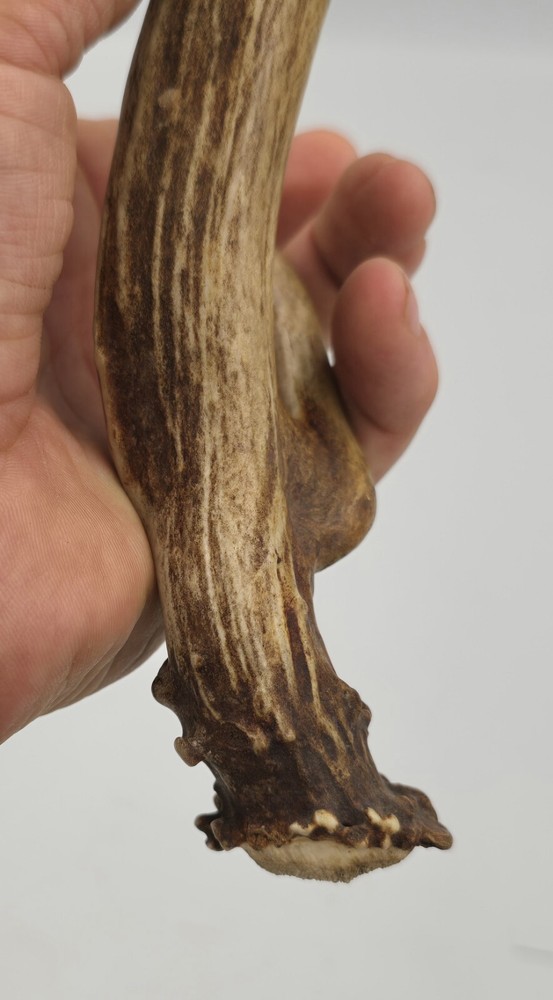 Unique deer antler shed ✅️