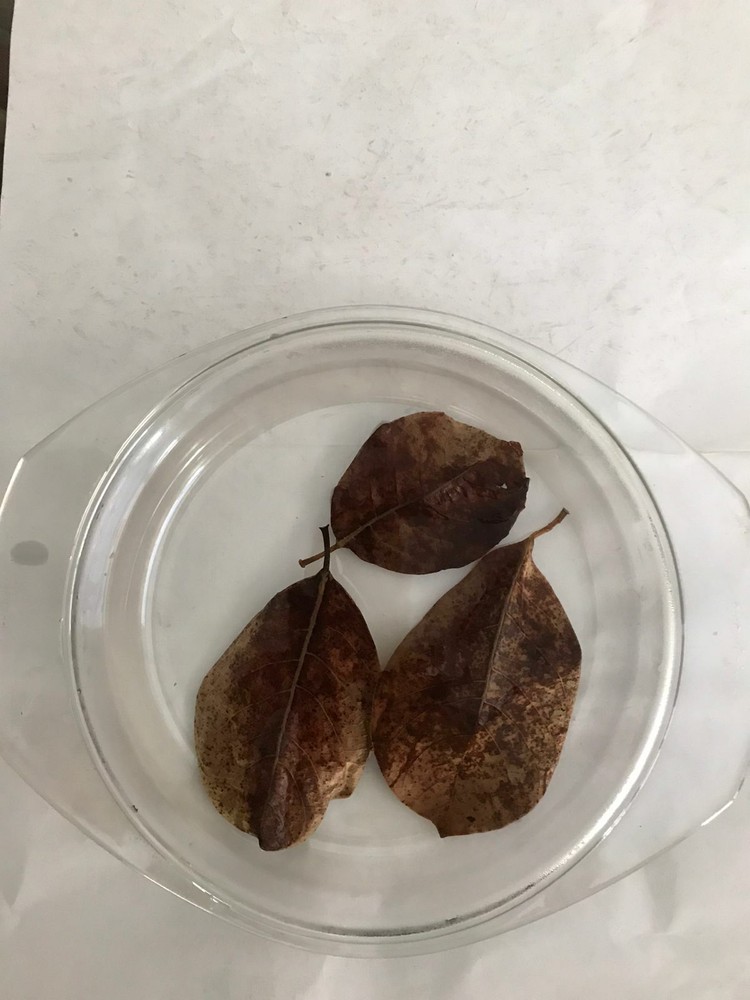 Dried Jackfruit Leaves