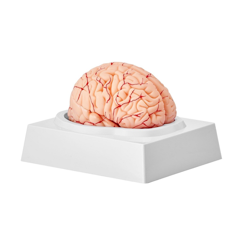 Anatomically Accurate 9-Section Human Brain Model, Life-Size & Labeled