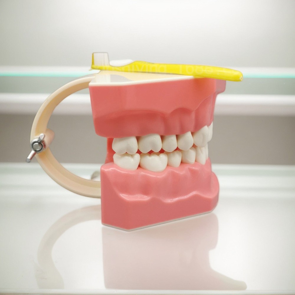 Interactive Tooth Brushing Model for Educational Training with Toothbrush