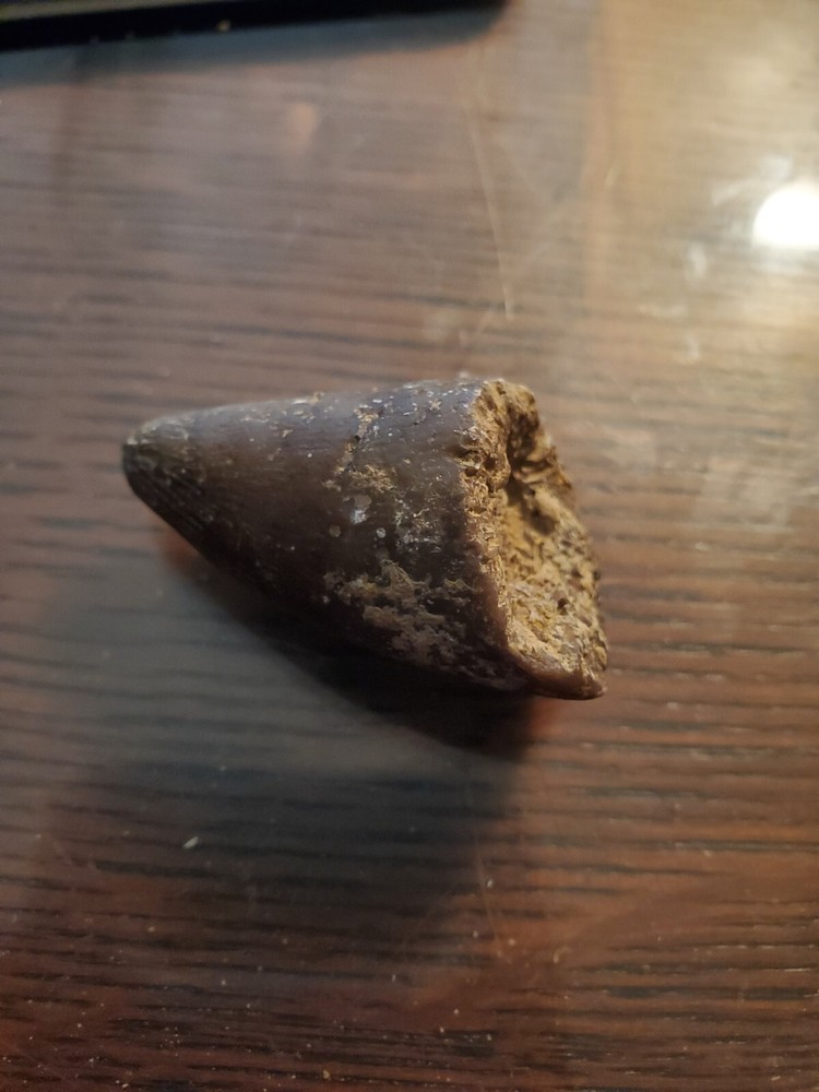 Primitive Ancient Petrified Animal Tooth Prehistoric Dinosaur Unknown