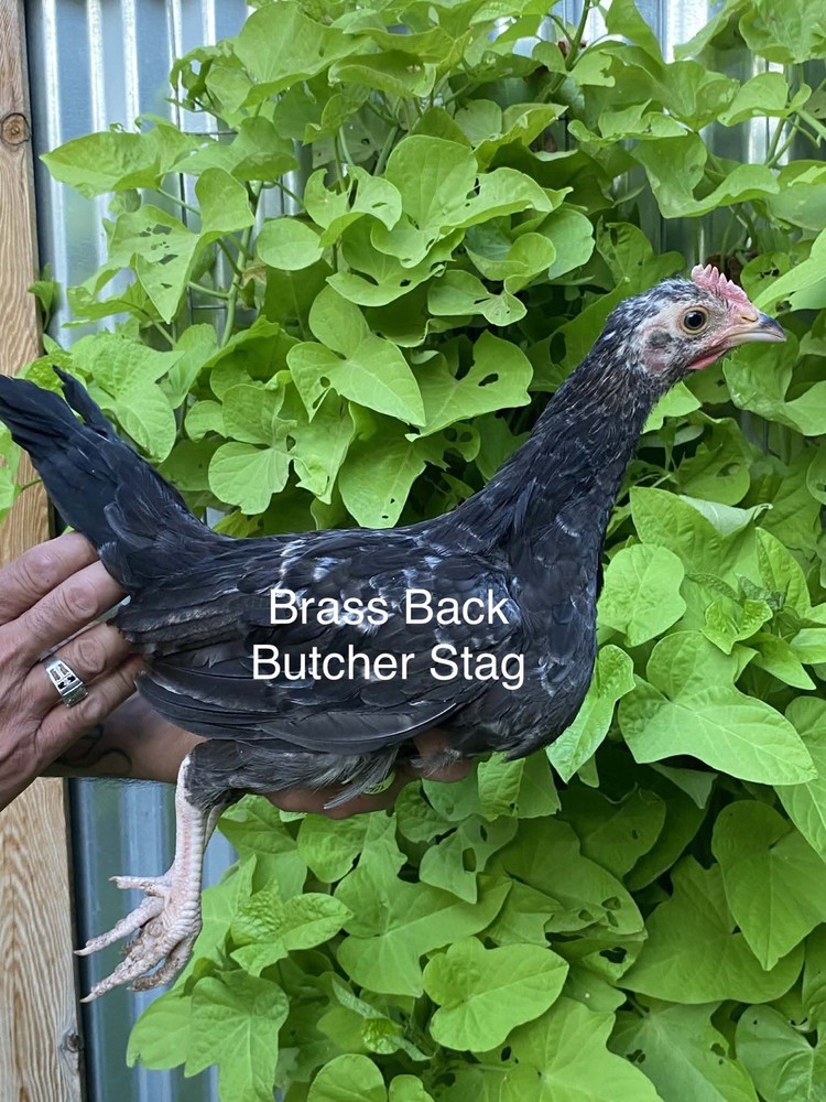 1 Hatching EGGs EGGs