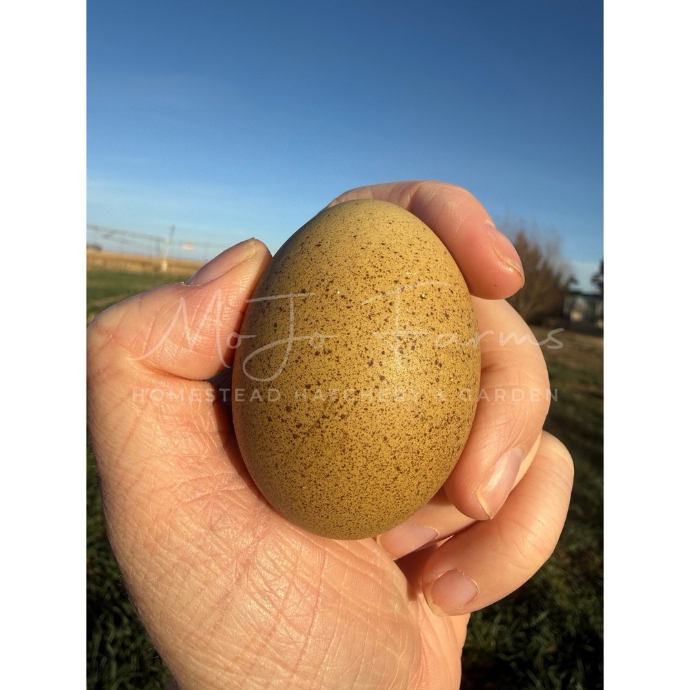 12+ BC1 BC2 Olive Egger Hatching Eggs NPIP Certified