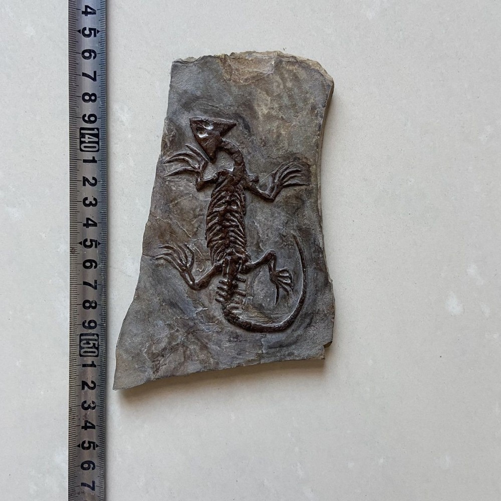 Unique and authentic paleontological fossil A57