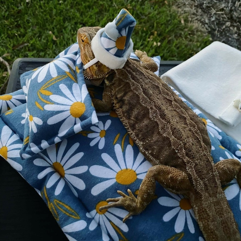 Bearded Dragon Beds, 6 pieces