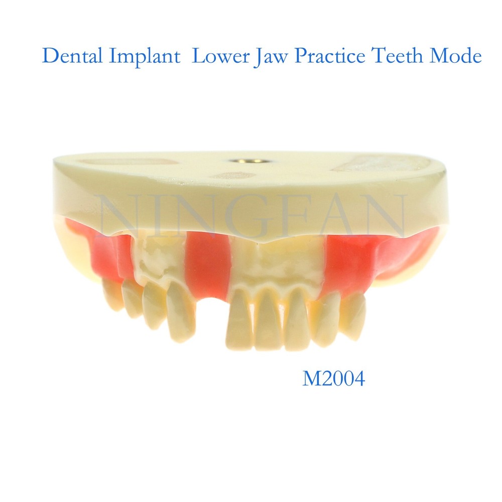 Dental Implant Practice Model, Lower Jaw Drilling, Maxillary Sinus Lifting Type