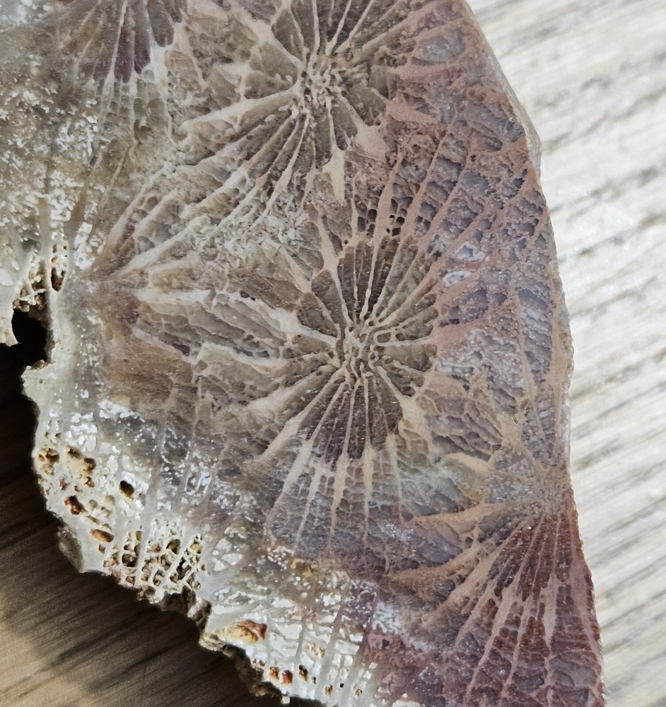 Fossized Coral Lapidary Slab 78 Grams