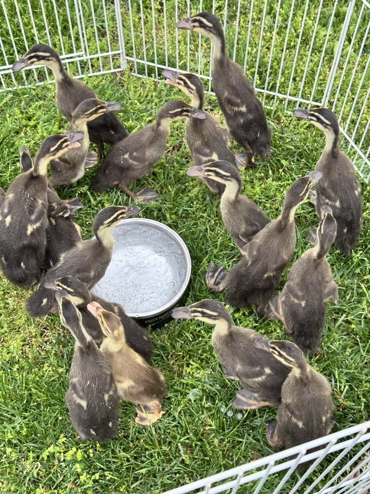 6++ Grey (Mallard) Indian Runner Duck Hatching Eggs