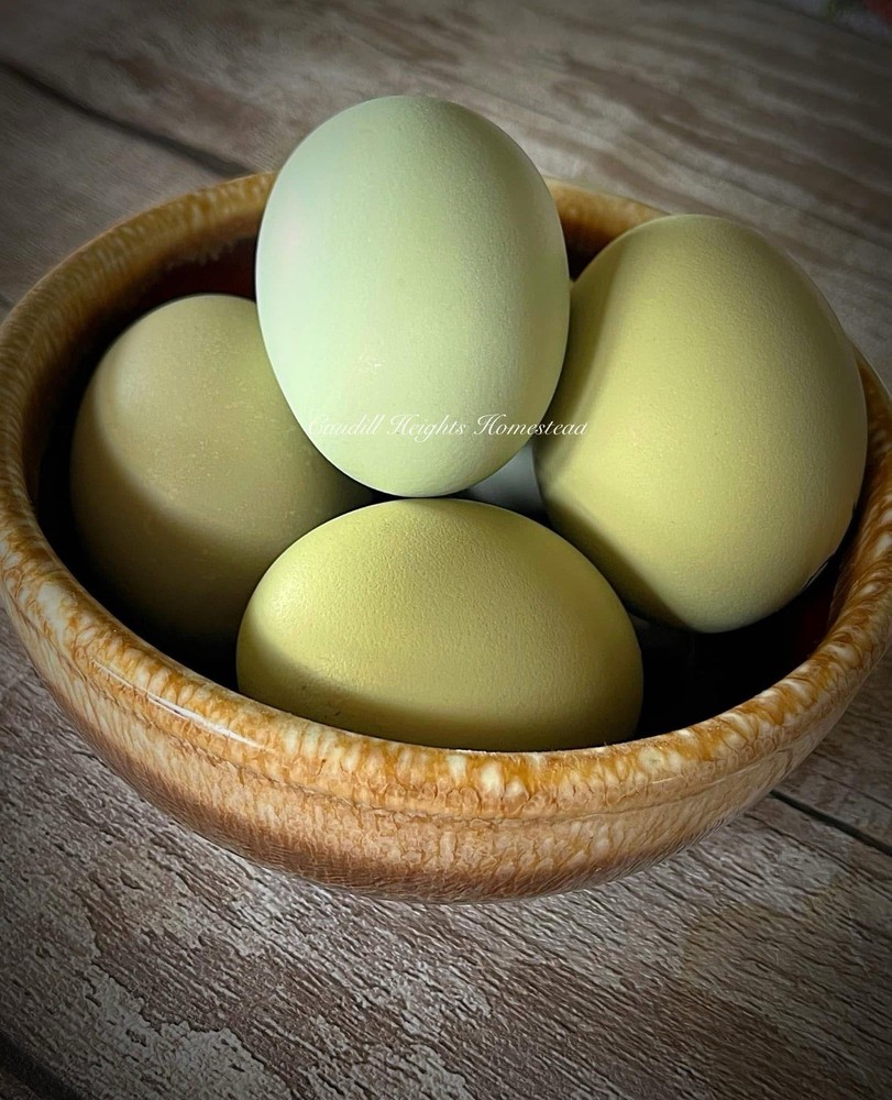 18 Olive Egger Hatching Eggs