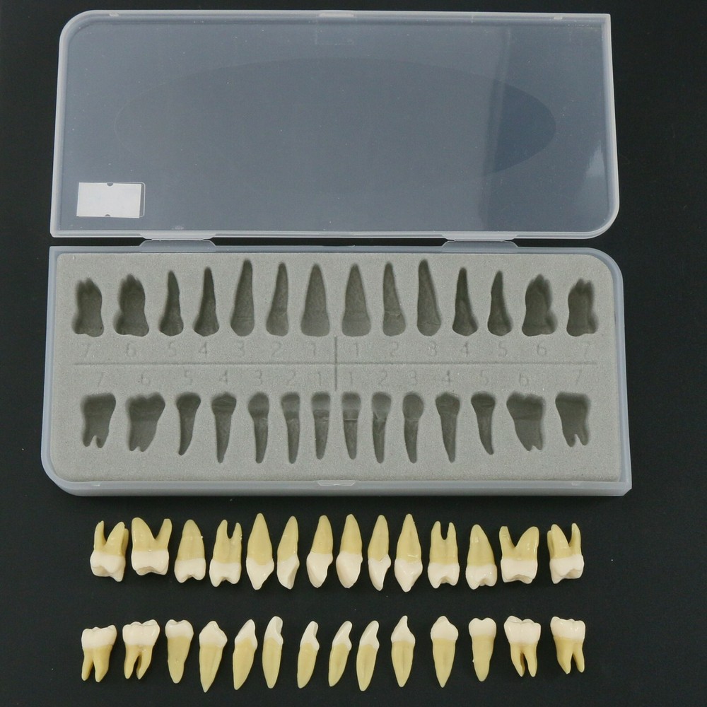 Dental 28Pcs 1:1 Permanent Teeth Demonstration Teach Study Model Tooth M7021