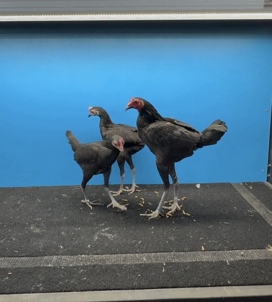 6 Black Modern bantam hatching Eggs