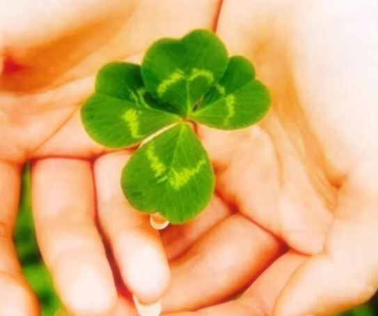 Real 4 Leaf Clover Book Mark Laminated Lucky Clover *