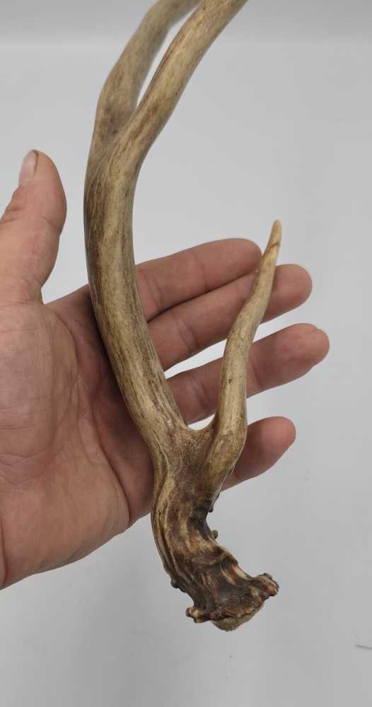 Unique deer antler shed ✅️
