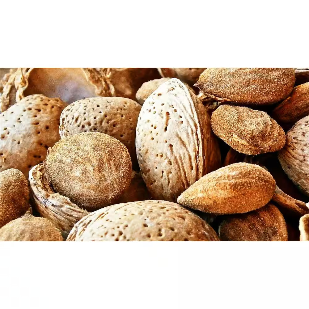 Halls Hardy Almond Tree Bare Root Free Ship NEW