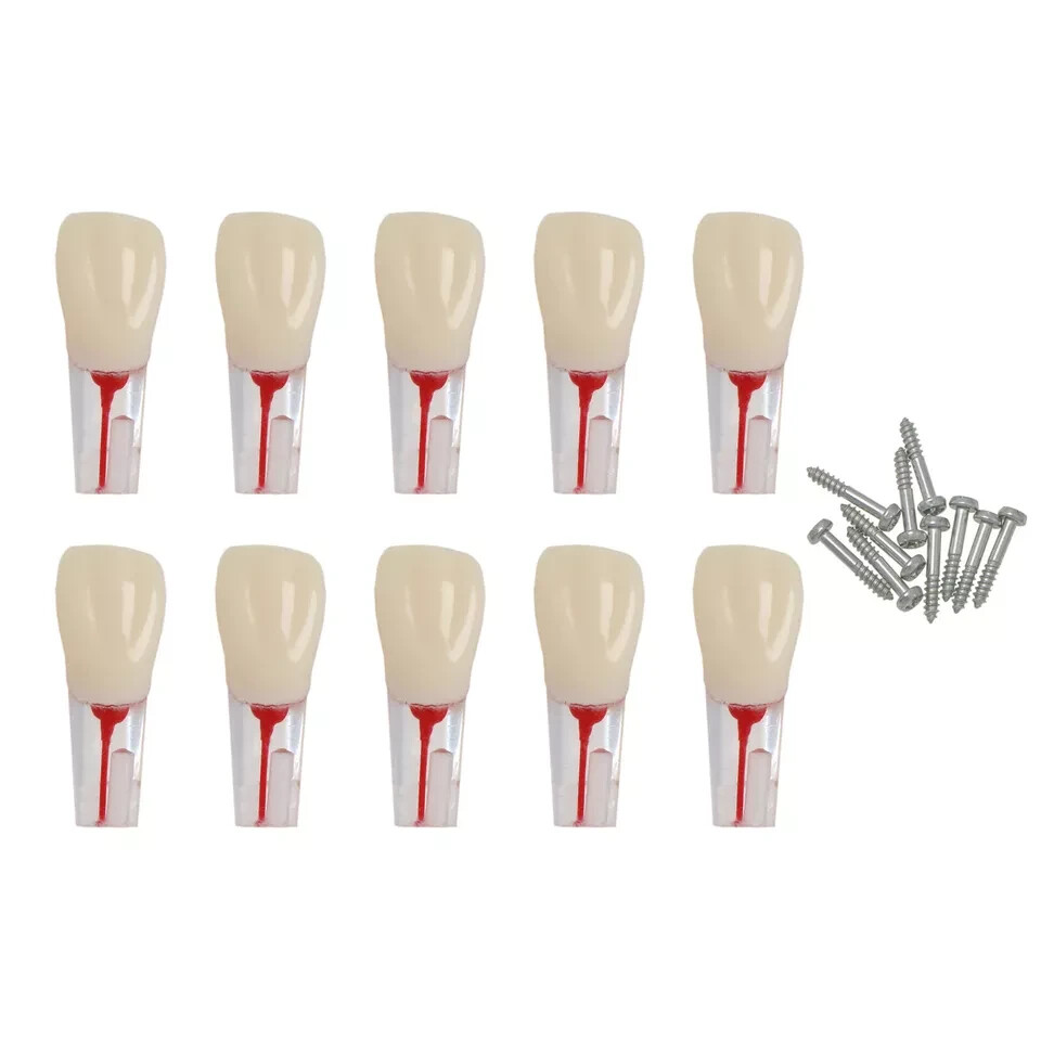 10Pcs Dental Endo Root Canal Teeth Model Study RCT Practice Typodont Model #8006