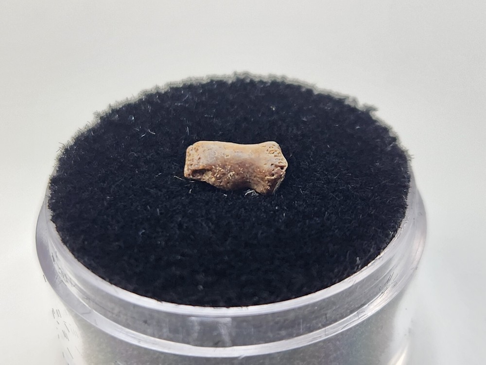 Turtle Toe Bone Fossil - Judith River Fm. - Hill Co., MT