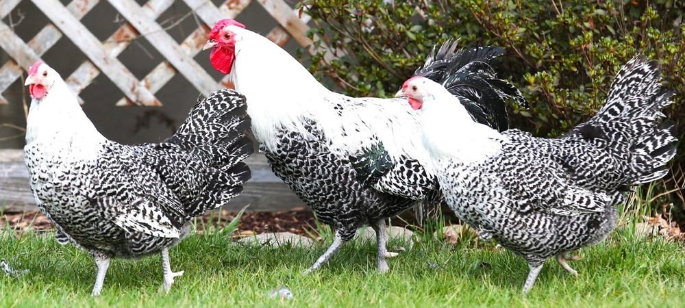 10++ NPIP Silver Deathlayer Hatching Eggs - Read Description - Lemon Possible