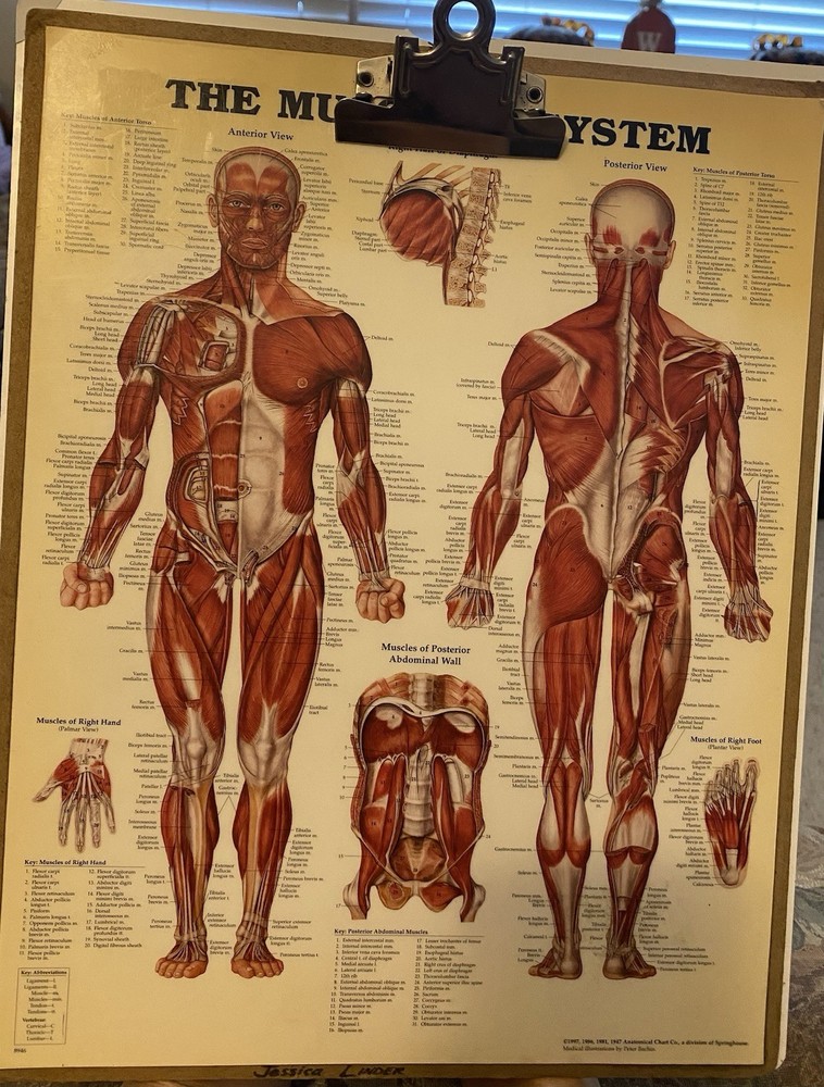 The Muscular System And Skeletal System