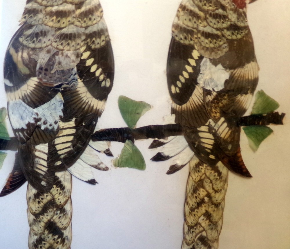 ART BUTTERFLY WING PARROTS Framed