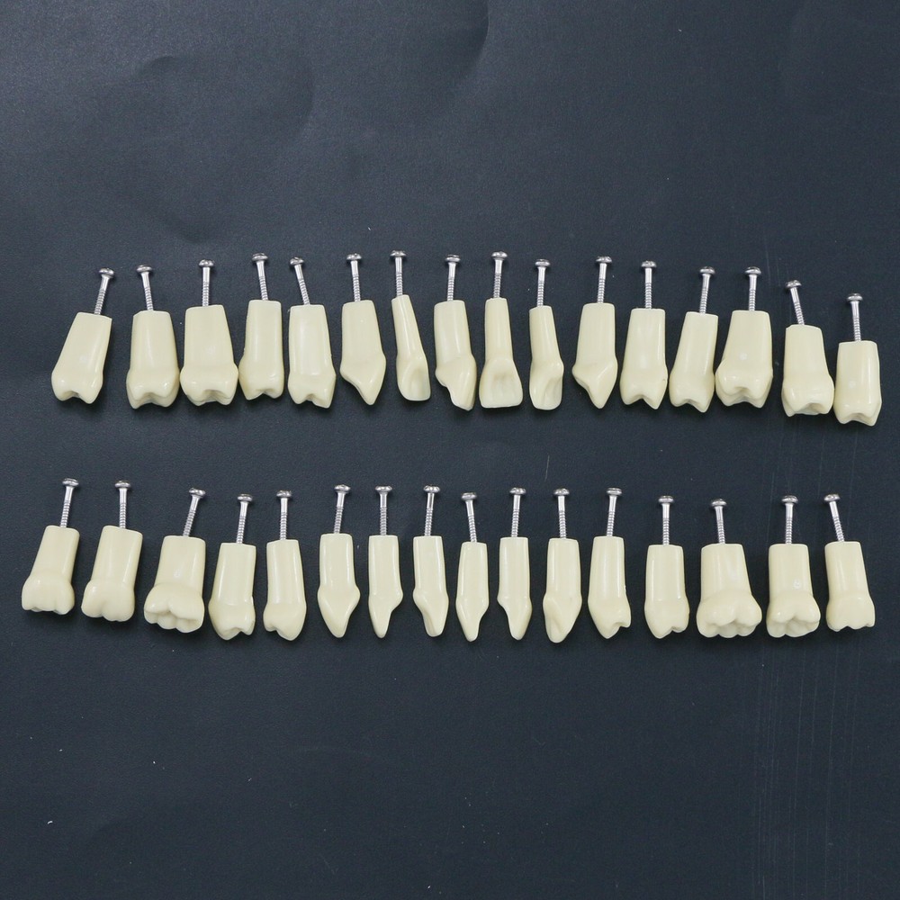 Dental Restorative Typodont Teeth Model Frasaco AG3 Type 32Pcs Removable Teeth