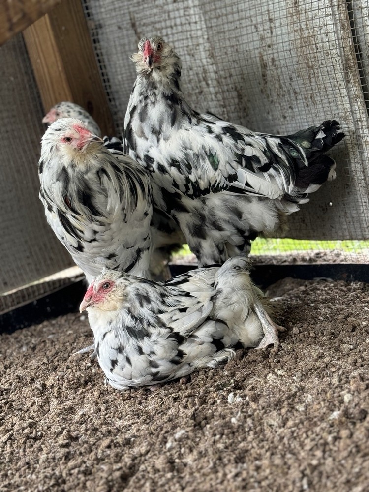 6+ Ermine ameraucana hatching Eggs